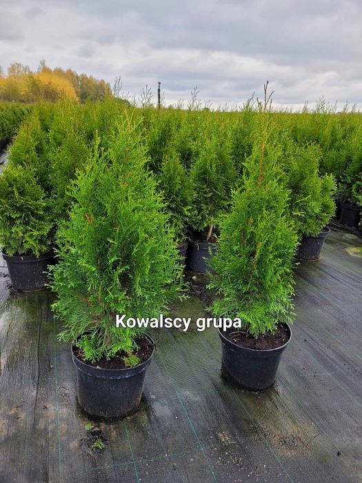 Tuja Szmaragd 80cm Thuja smaragd C3 paszport