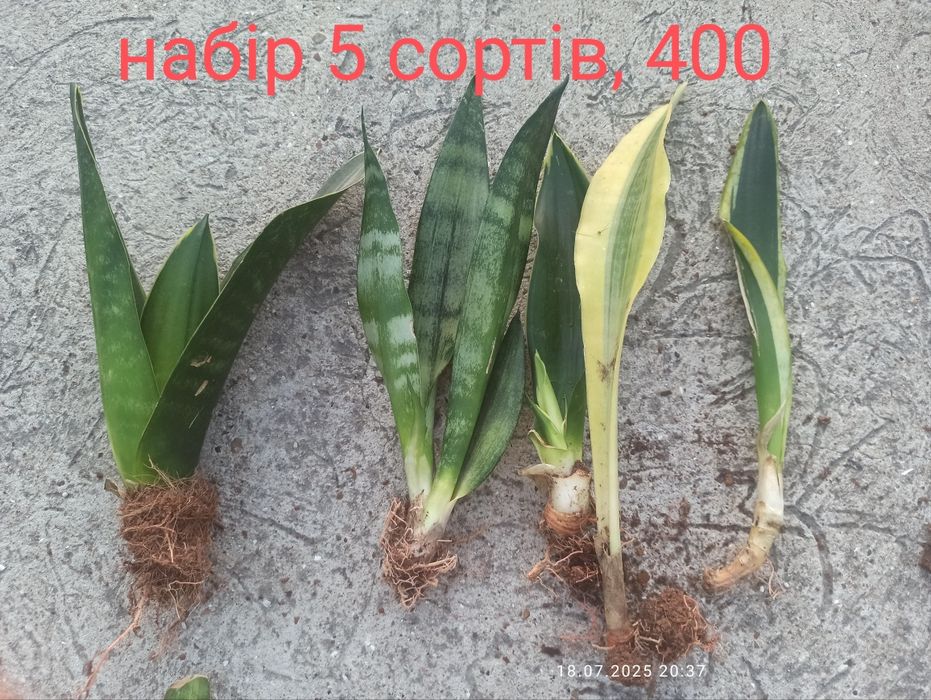 Сансевієрії, набори по бюджетній ціні