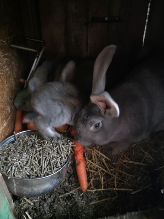 Królik Belgijski ze Srokaczem