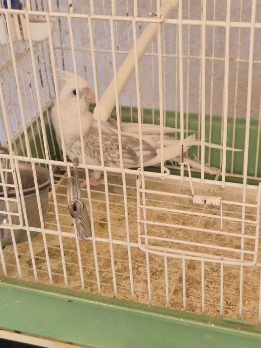Casal de caturras