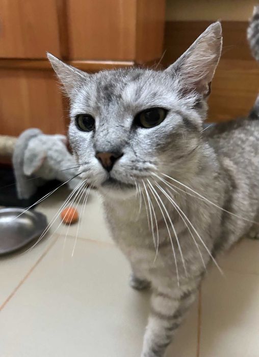 Dostojny kot ANTOŚ prosi o fajny dom dla siebie