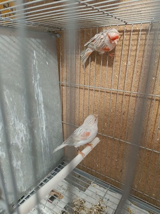 Canarios ágata opala vermelho mosaico