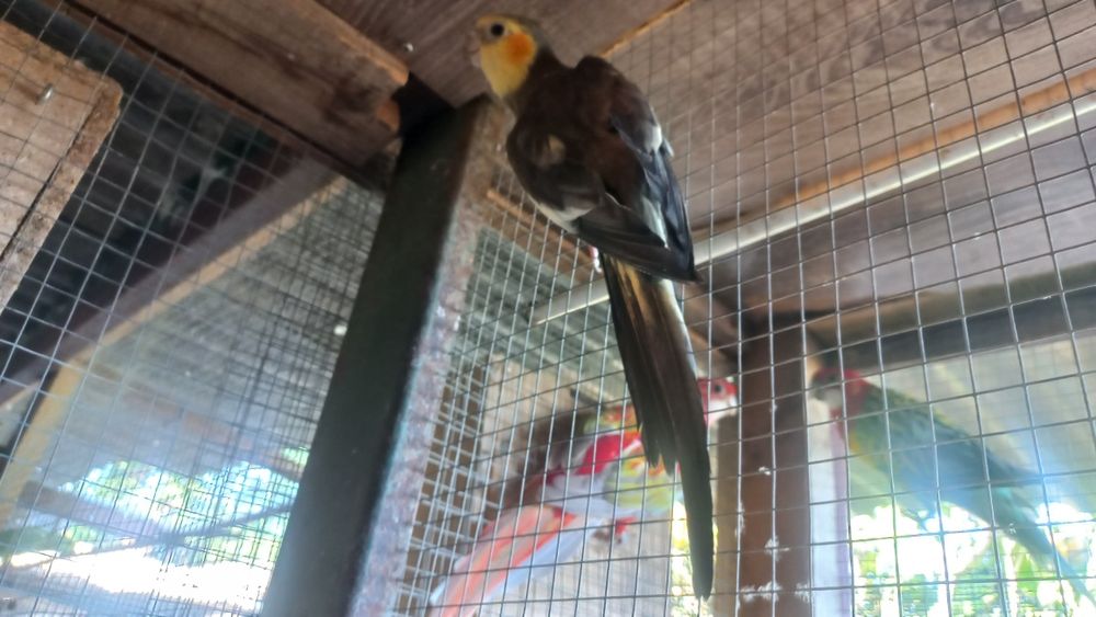 Tenho caturras para vender e piurras
