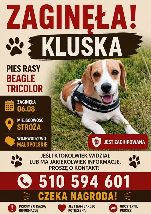 Zaginiony pies Beagle