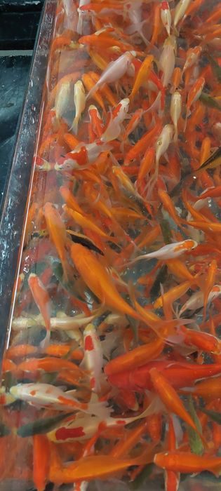 Peixe Goldfish Cometa várias cores