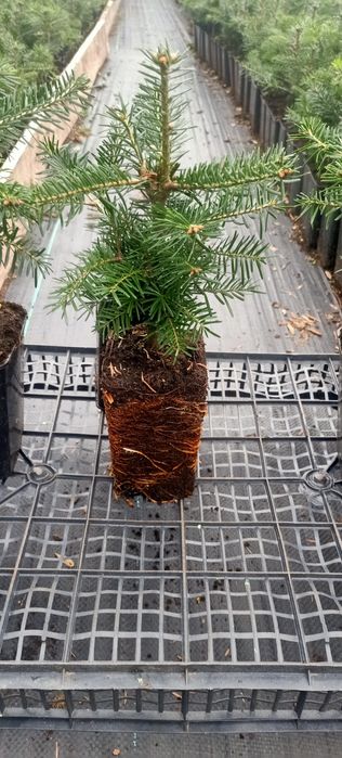 Jodła Kaukaska sadzonka doniczka 0,8L
