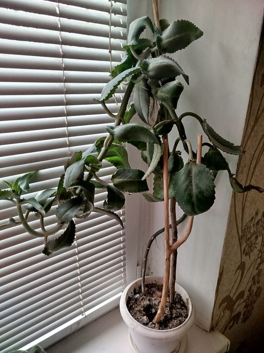 Продам  каланхоэ