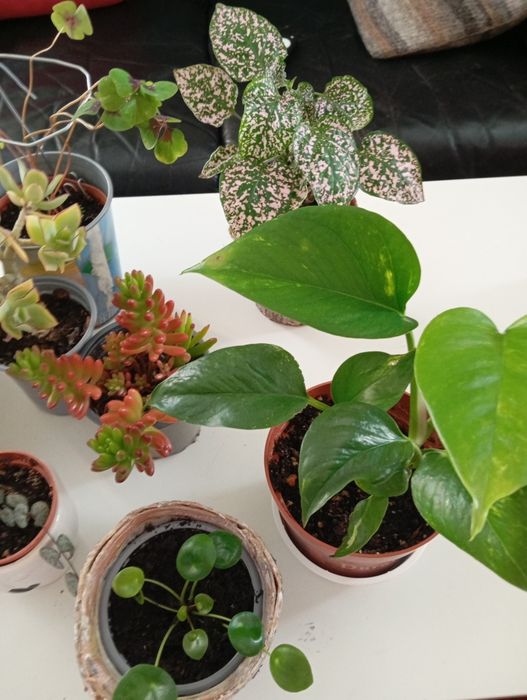 Plantas naturais 5 euros