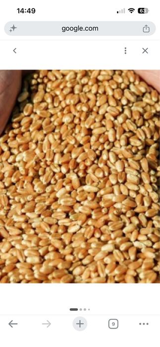 Продаж пшениці клас 2
