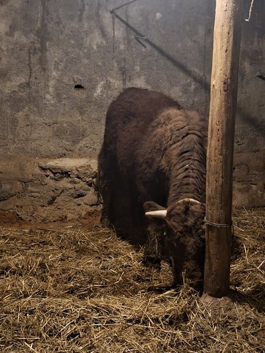 Novilho saler com cerca de um ano