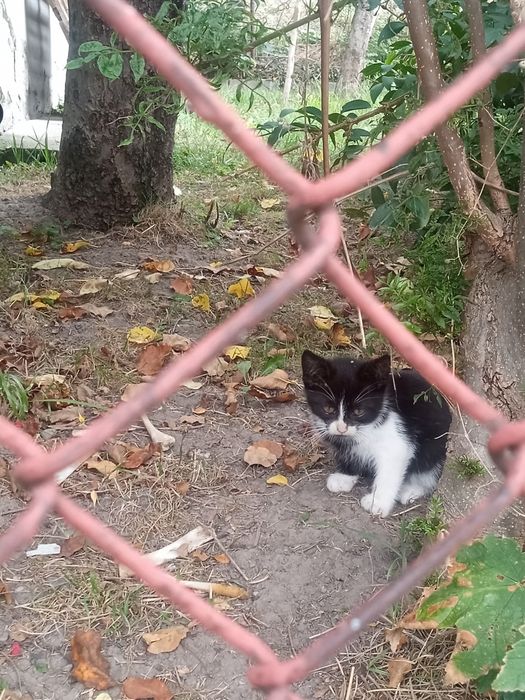 Oddam śliczne  kotki za darmo