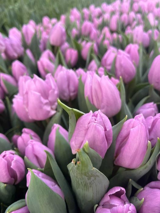 Тюльпани опт та маленький опт