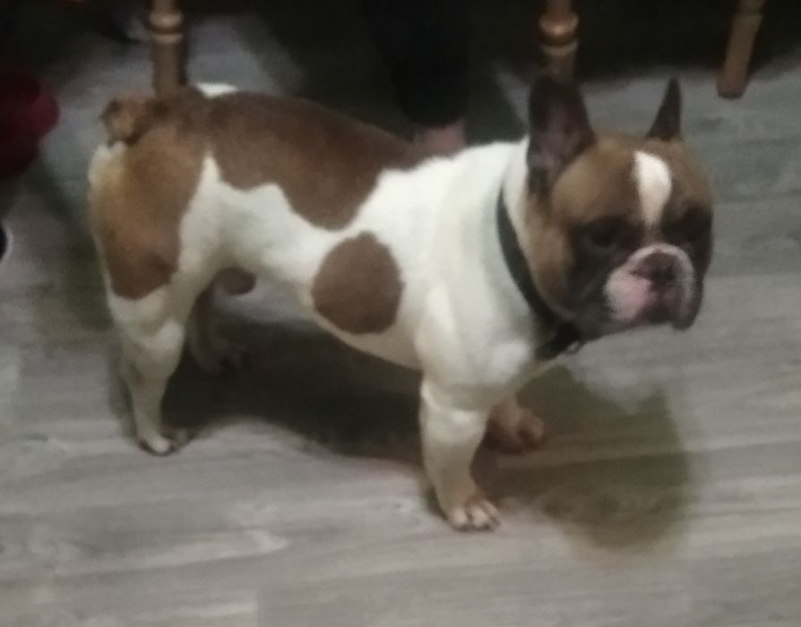 Продам пса Французький бульдог