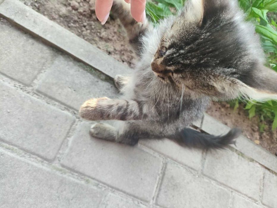 Котеня в хороші ручки, грайливе, ніжне, активне, муркотливе
