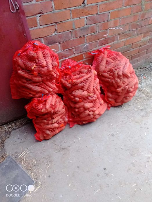 Marchew Marchewka paszowa