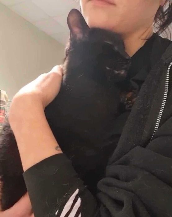 Figiel to kot wyjątkowy – kochany, spragniony czułości i DOMU!