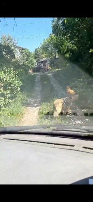Пропали собаки!! Помогите найти!!