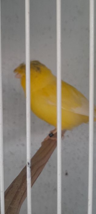 Casais de canario gloster