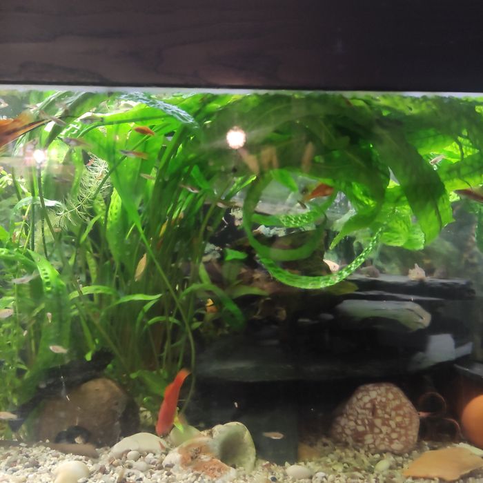 KRYPTOKORYNA roślinka akwariowa