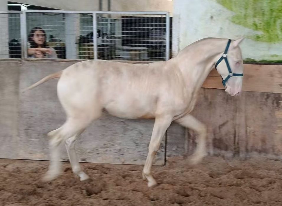 Poldro PSL Lusitano Isabel
