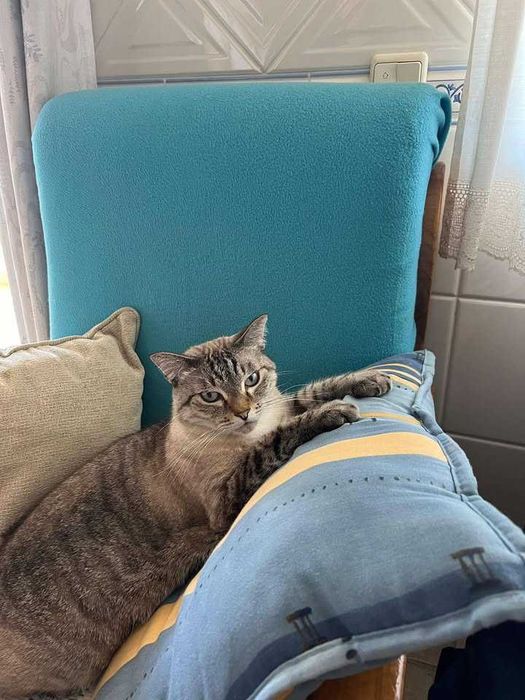 CASTRADO | Gato com as vacinas em dia disponível para adoção responsável
