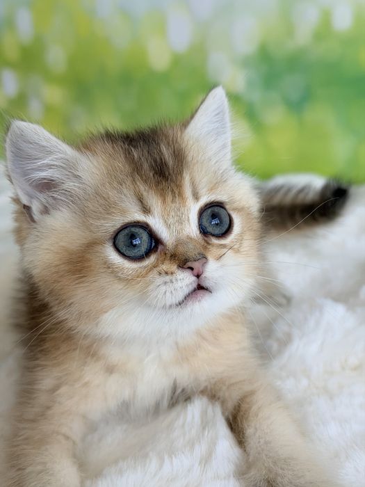 Мальчик няшка британские котята