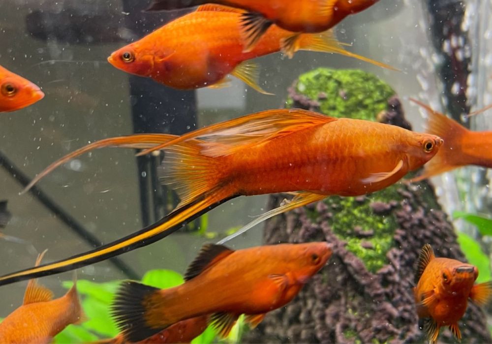 Mieczyk weloniasty LIRA - samce