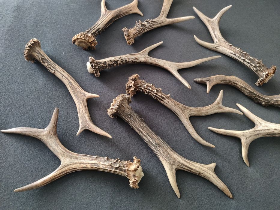 Zestaw parostków 10 szt, poroże myłkus parostki