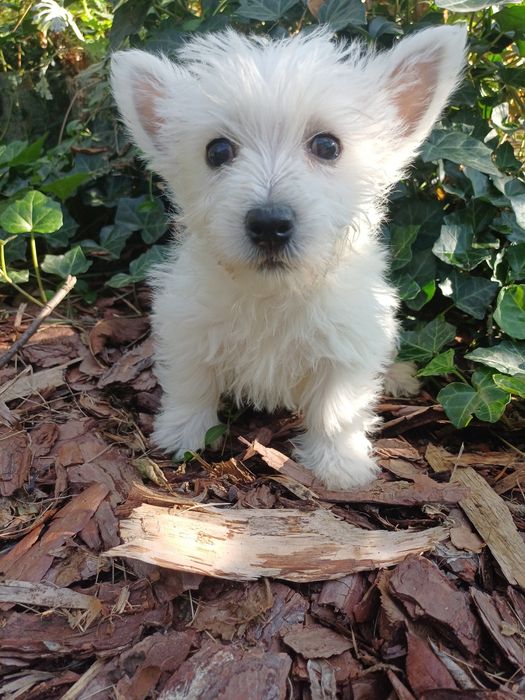 Whest highland white terrier