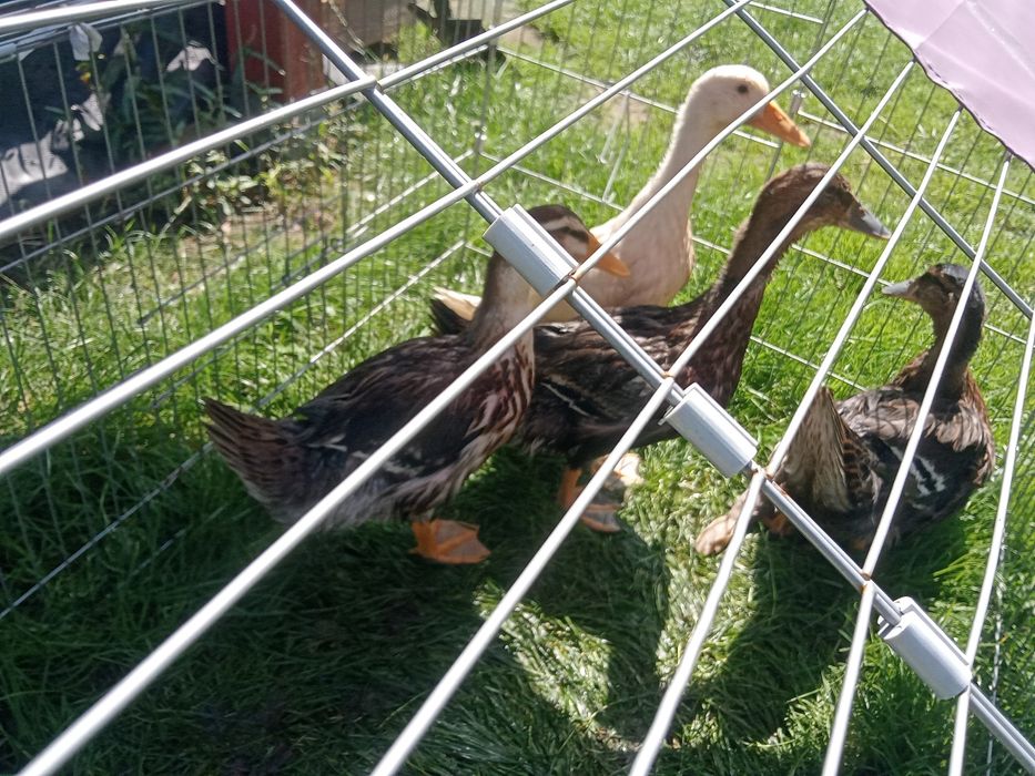 Kaczki  Staropolskie zmienią wolierę