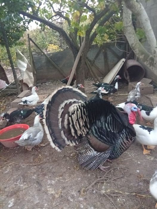 Patos mudos para venda!