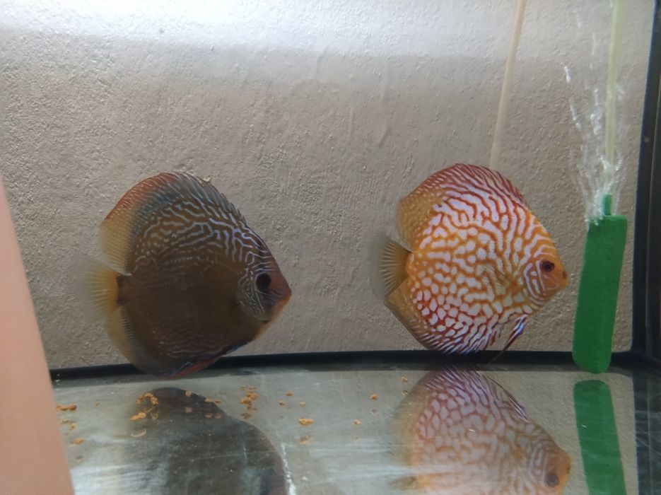 Sprzedam dwie bardzo ładne paletki!