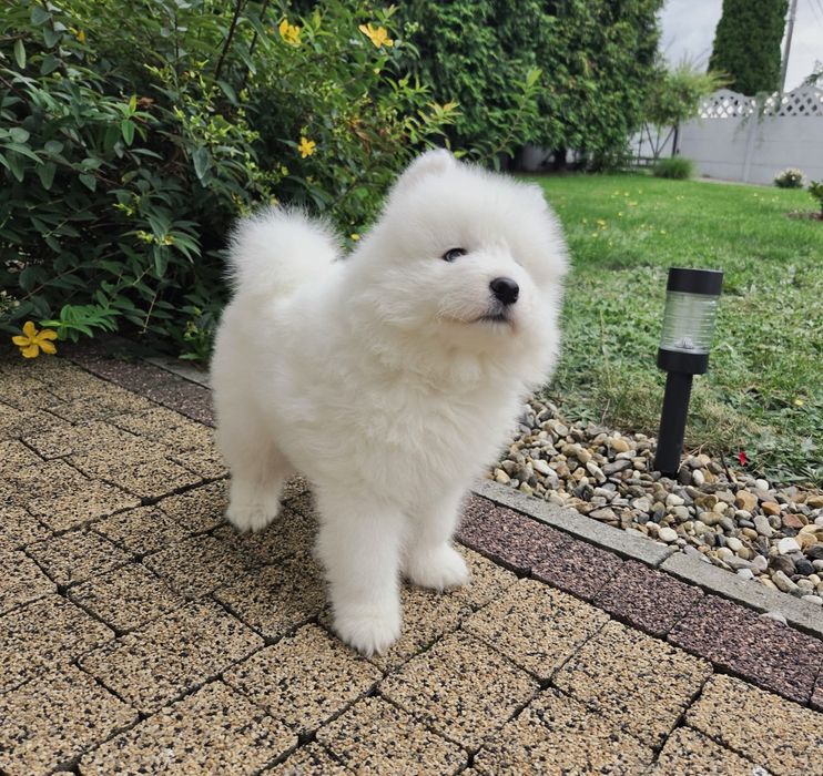 Samoyed szczeniak piesek