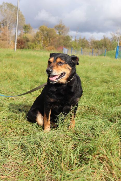 Staruszek szuka domciu