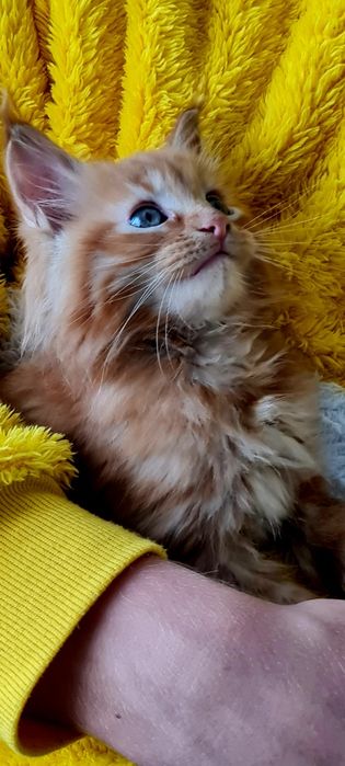 Maine Coon Rudy kocurek śliczny