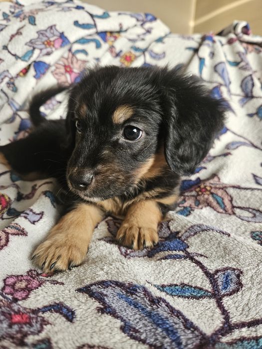 Cavalier mix jamnik