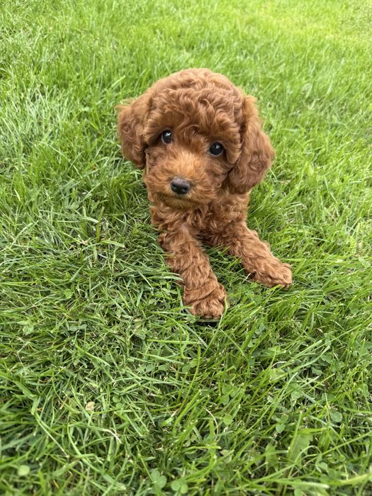 Pudel toy red brown badnia piesek gotowy do odbioru
