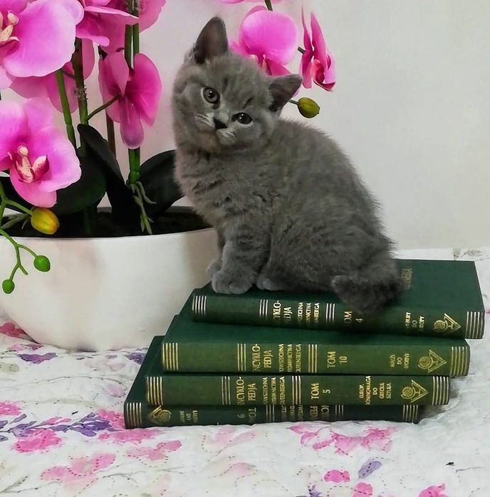 Kot brytyjski kotek Rezerwacja