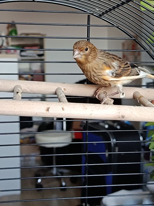 Kanarek ptak ozdobny