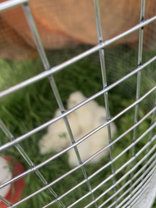 Vendo macho jovem 15€