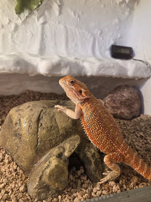 Agama Brodata Red Citrus