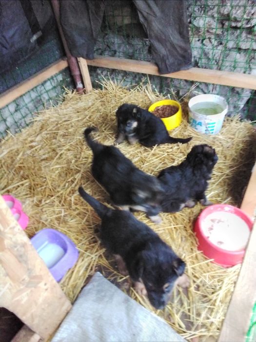 Продам щенков немецкой овчарки