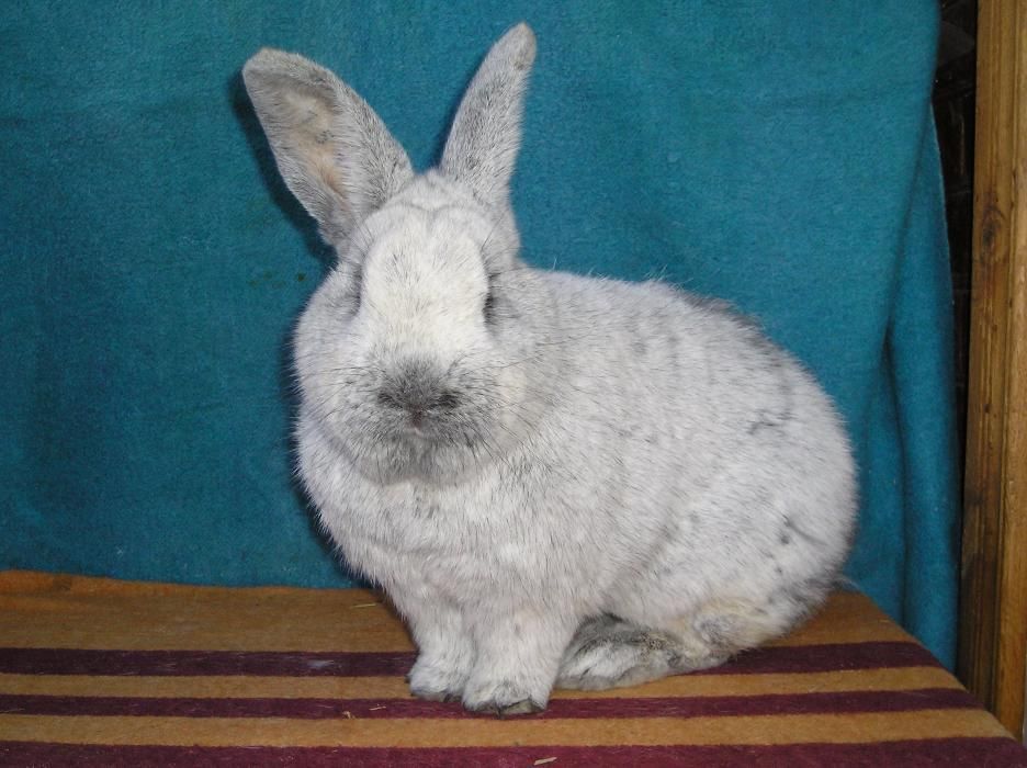 Продам кроликов європейське срібло ,европейские серебро Сумской клуб к