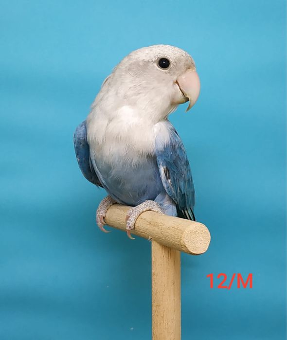 Roseicollis 2021