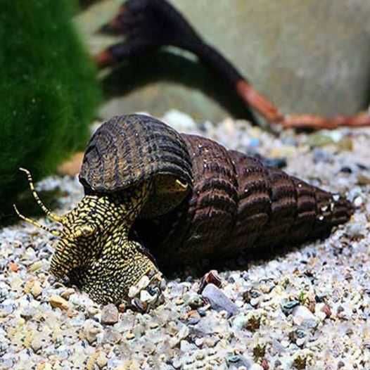 Ślimak Tylomelania - SKALMAR Sklep Akwarysty