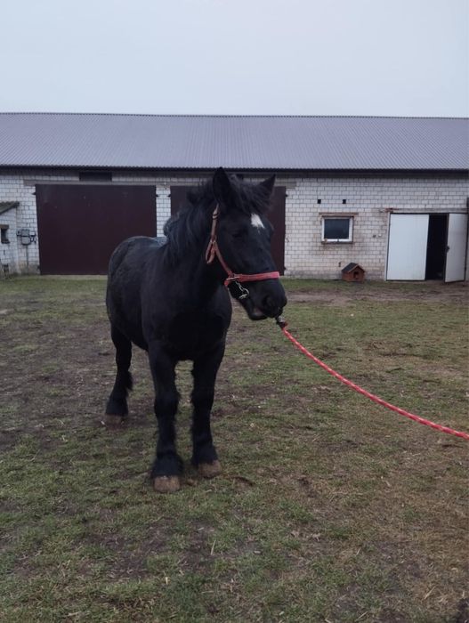 Źróbka zimnokrwista