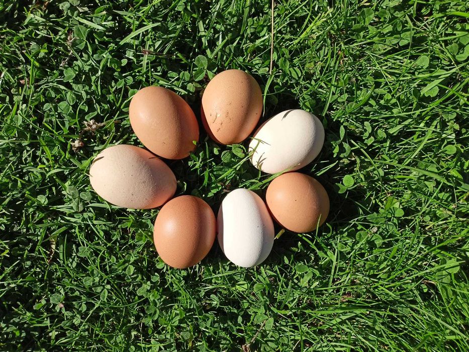 JAJKA swojskie WIELKIE niska cena DOWÓZ