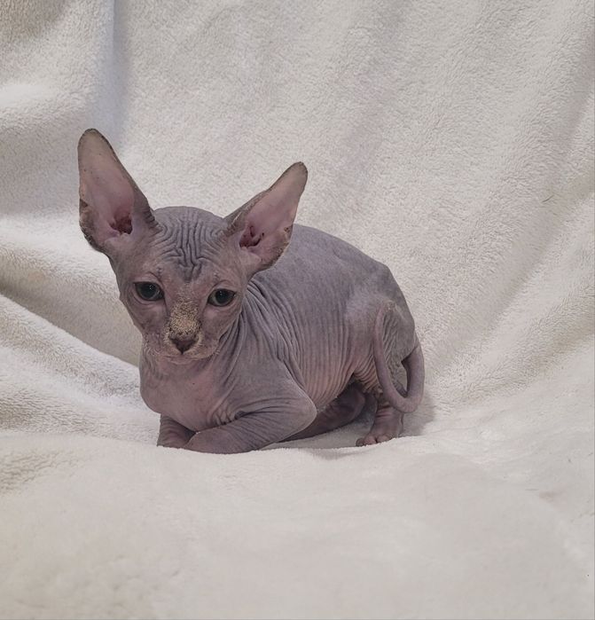 Gatinho sphynx bebé
