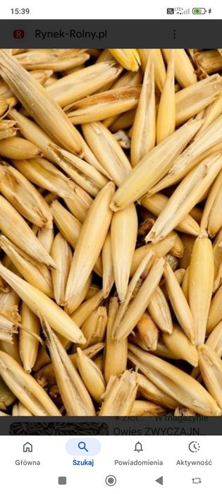 Sprzedam owies cena 700 zł/ t.