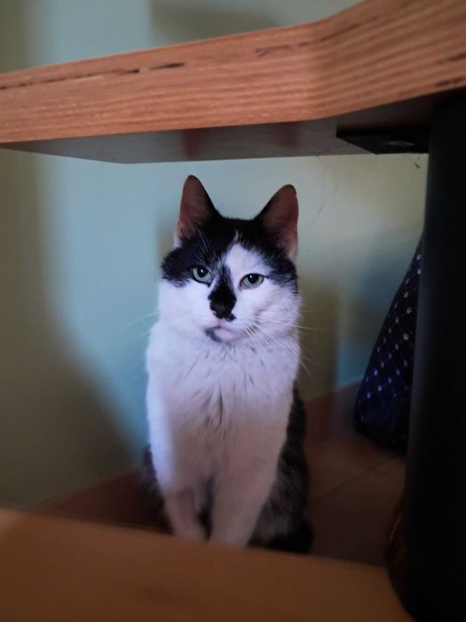 kotek do adopcji